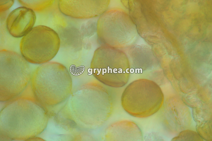 Pollen Merisier anthère x200 - gryphea.com